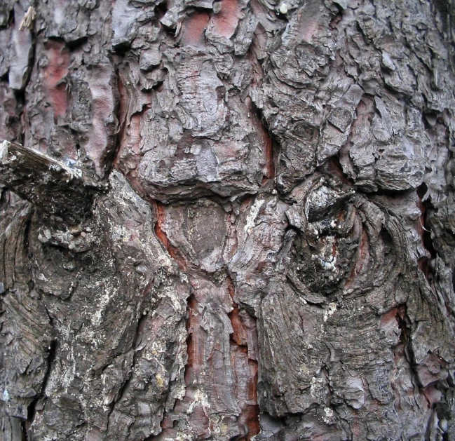a bark texture of an old tree with red paint
