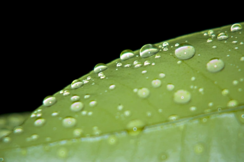 water drops covering the top part of a large leaf