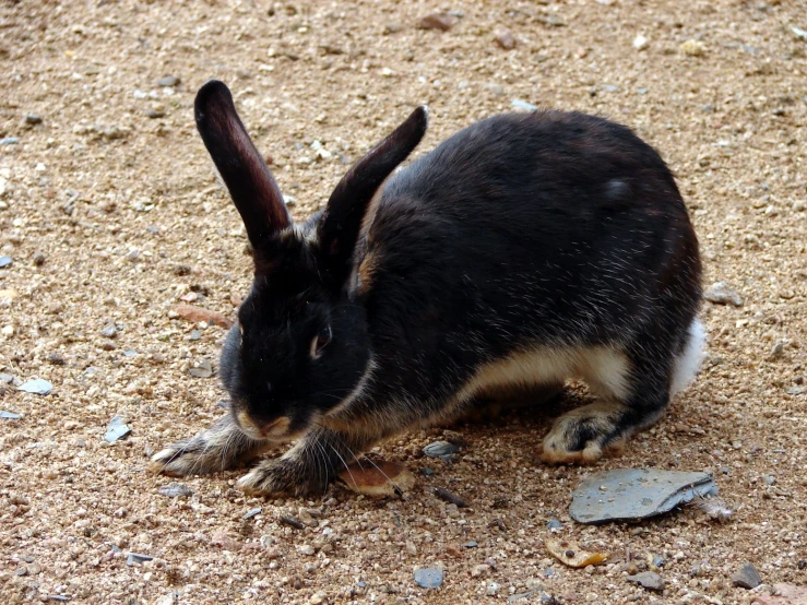 a rabbit on some dirt and a rock