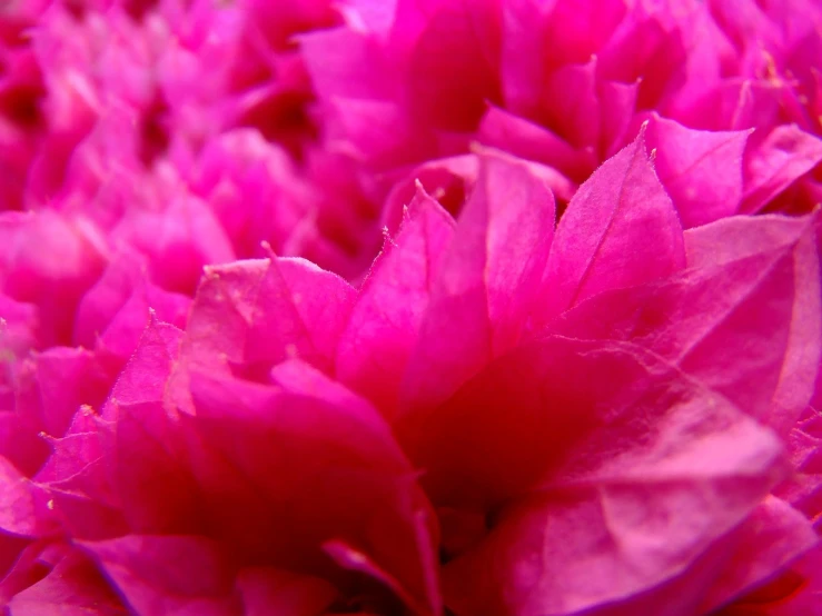 purple flowers with large leaves in full bloom