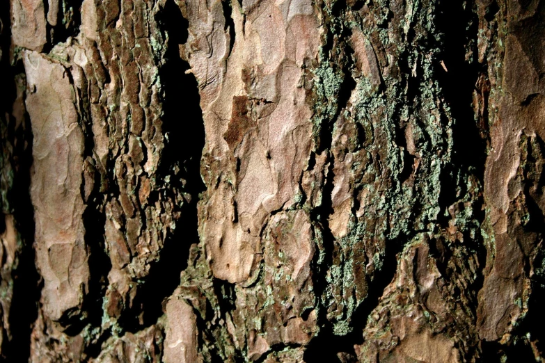 bark and growth on tree trunk with green mossy surface