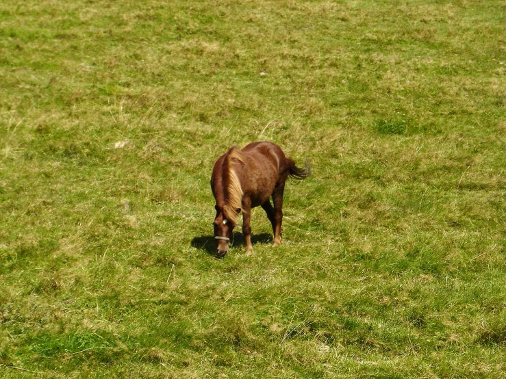 a brown cow standing in a green field