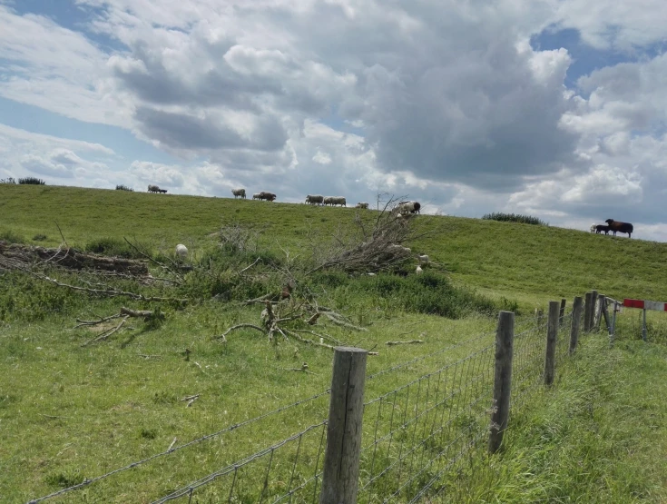 cows grazing on green grass next to barbed wire fence