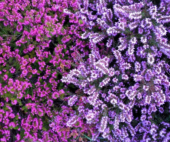 the top view of different types of purple flowers