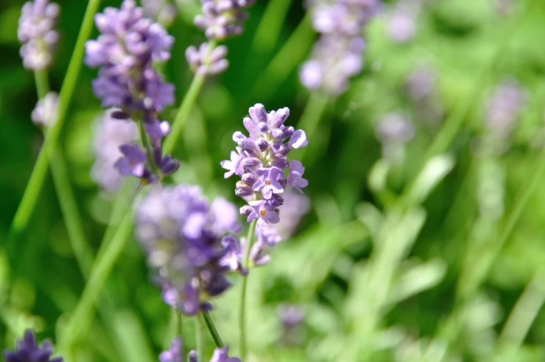 small flowers of purple color in the grass