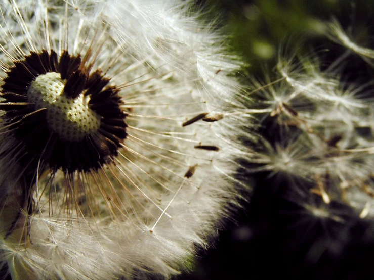 a close up po of a dandelion with it's seeds showing
