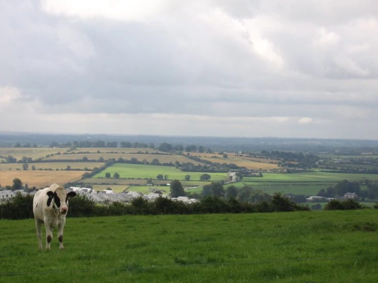 a cow standing in the middle of a grassy field