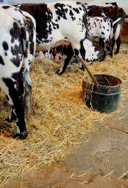a black and white cow eats hay while another is milking a bucket