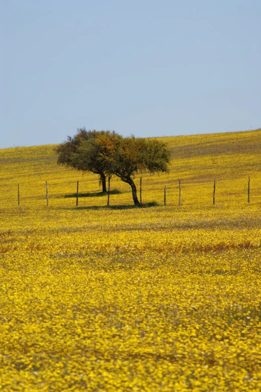 a field with yellow flowers and a tree