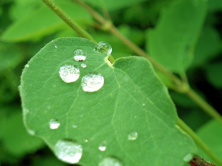 a leaf with water drops on it is sitting in front of the leaf