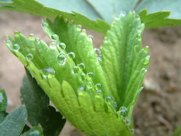many droplets are covering the leaves and stems