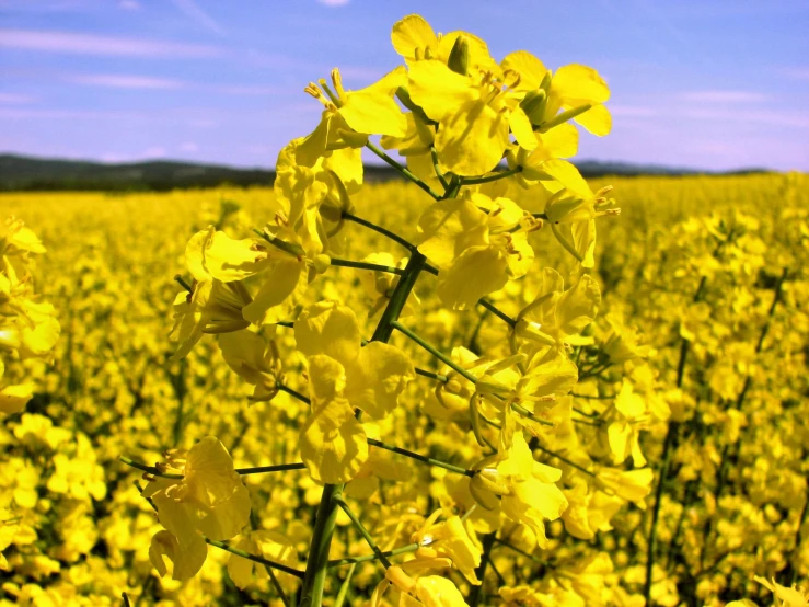 a field full of yellow flowers and some trees