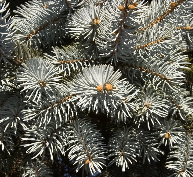 a nch of a pine with large leaves