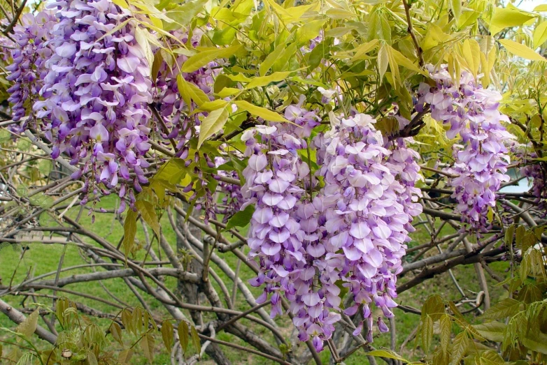 an orange fire hydrant sitting under some purple flowers