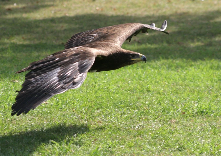 bird with long wings and brown tail flying in air