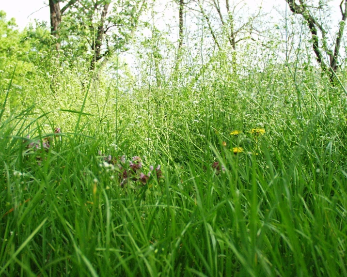 a field full of green grass and weeds with trees in the background