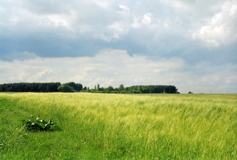 a field with grass and trees under cloudy skies