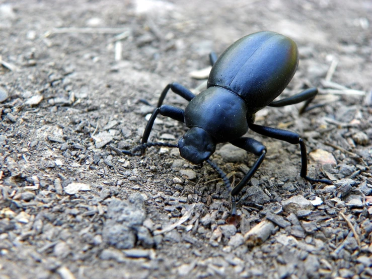a blue beetle standing on the ground looking straight ahead