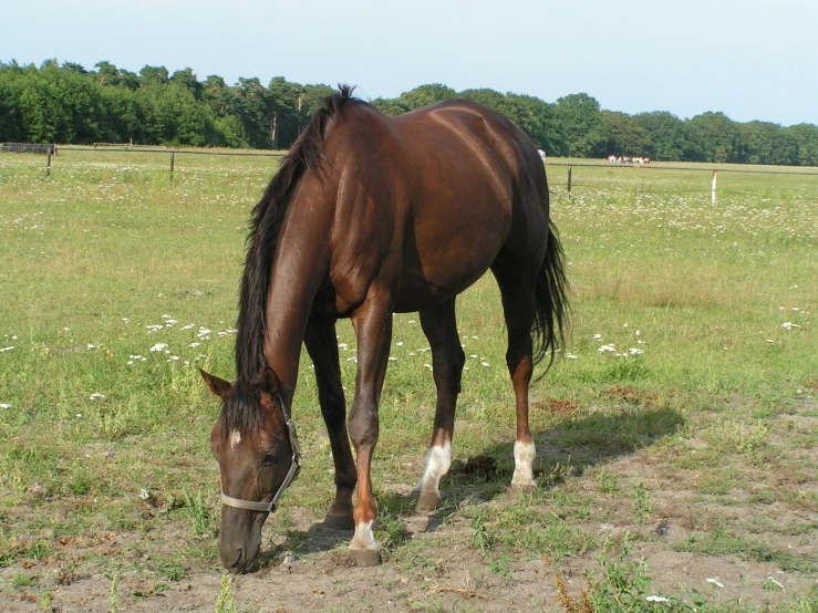 a horse grazes in a pasture with other animals