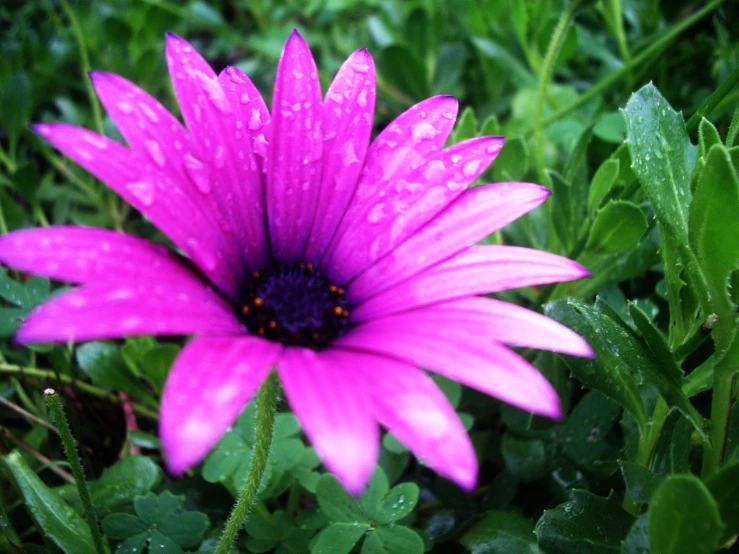 a purple flower with rain droplets on it