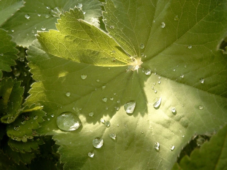 a closeup of water droplets on a green leaf