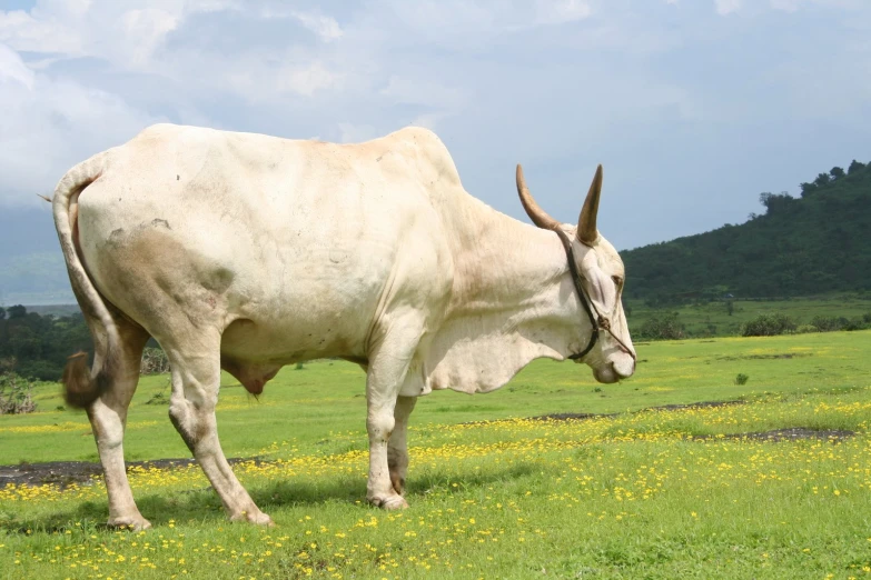 white bull standing in grassy field on sunny day