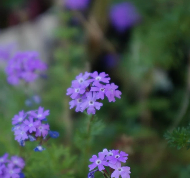 small purple flowers in the middle of a garden