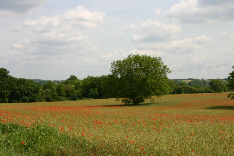 this grassy field is filled with lots of flowers