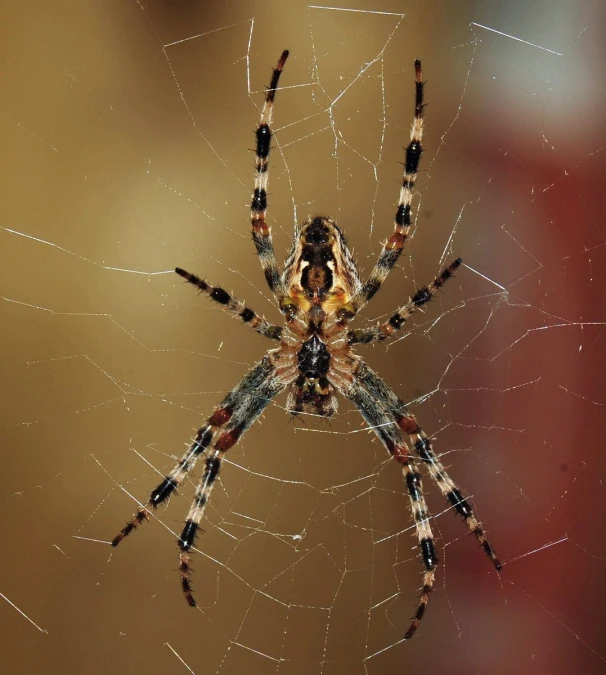 a close up s of a spider in its web