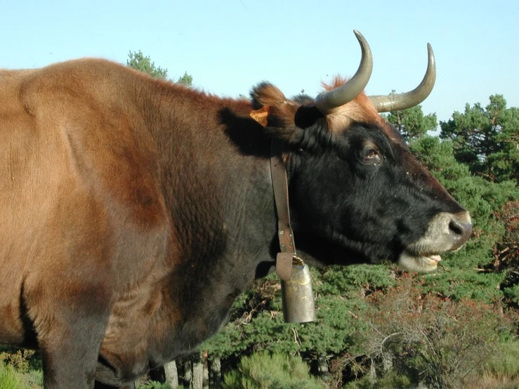 a bull has horns, and is standing in front of trees