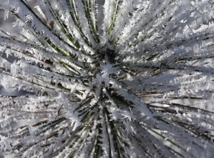 a very large snow covered plant with needles