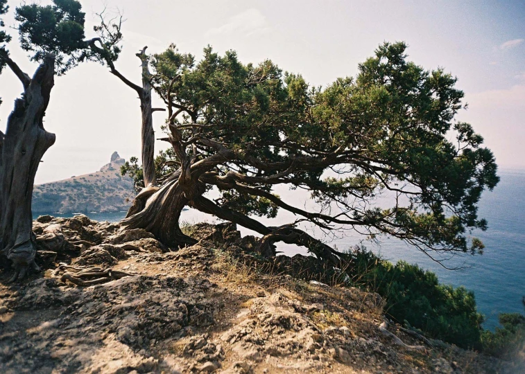 a lone tree sits on top of a mountain