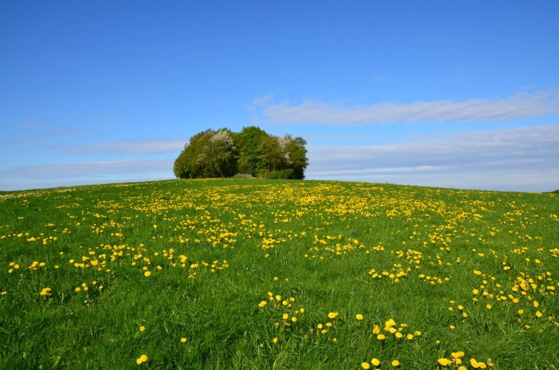 the lone tree on the hill is surrounded by yellow flowers