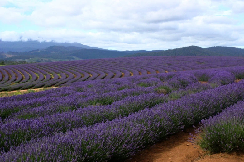 the field is covered with purple flowers under a cloudy sky