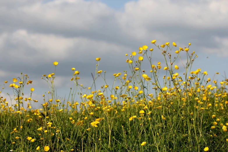 a field of green and yellow flowers against a cloudy sky