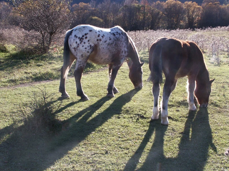 two horses grazing on grass and trees with the shadows of their legs