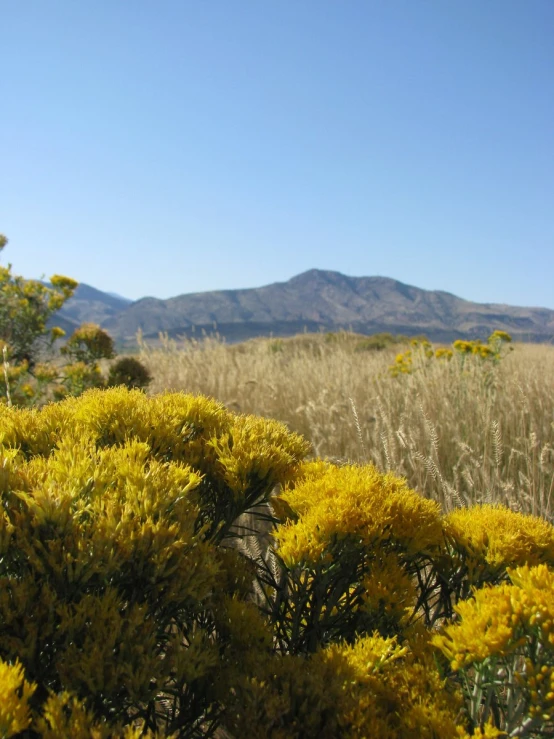 wild brush in the foreground near trees and mountains