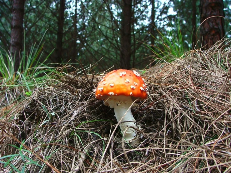 a mushroom growing on the ground in a forest