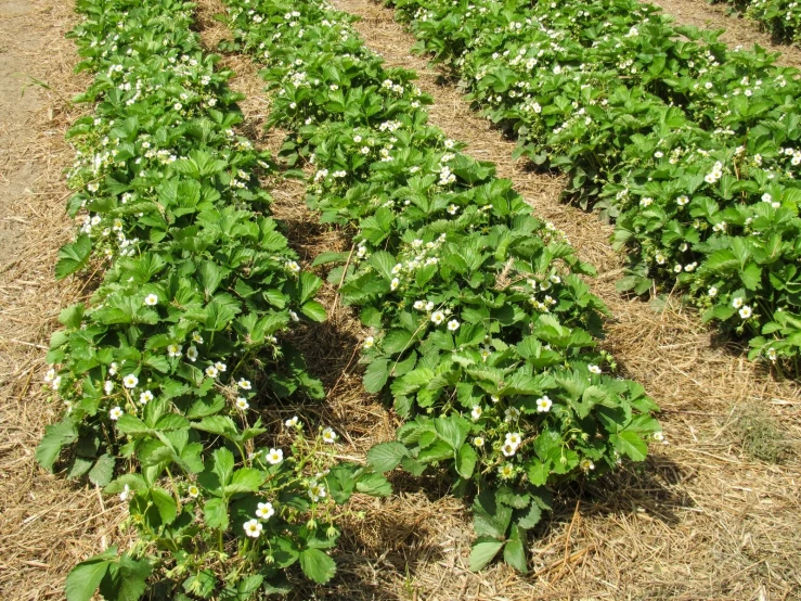 a large patch of dirt next to some plants