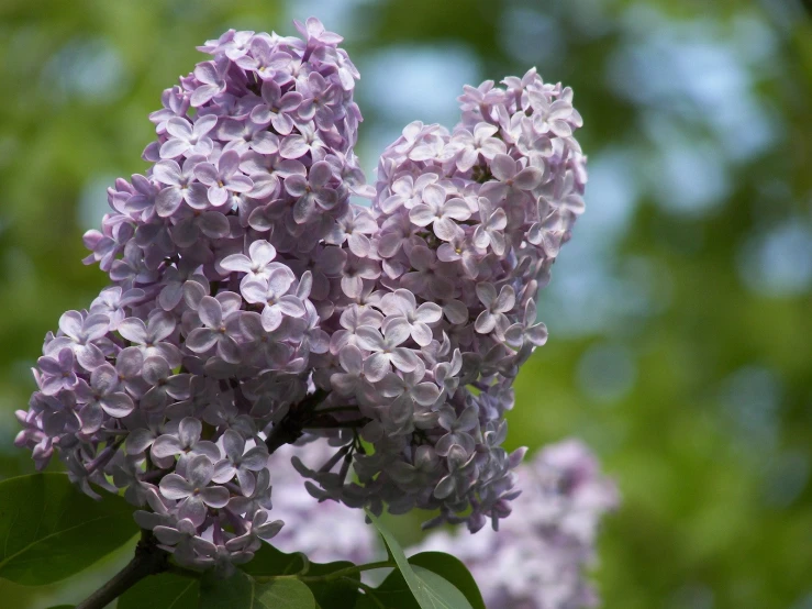 small purple flowers in bloom with green leaves