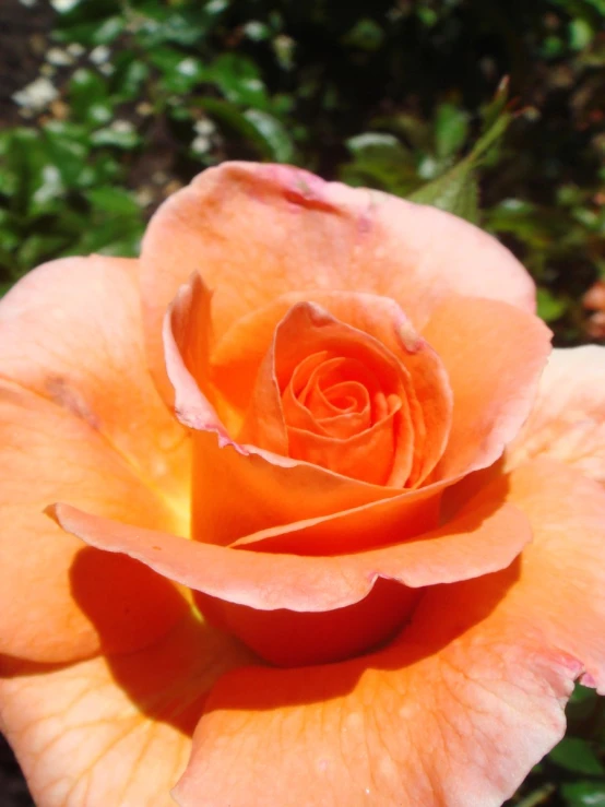 an orange flower with a yellow center