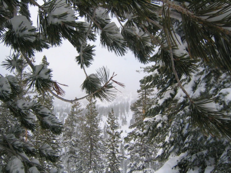 a snowy landscape with a pine tree and a forest