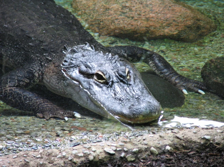 the crocodile is looking for a snack in the water