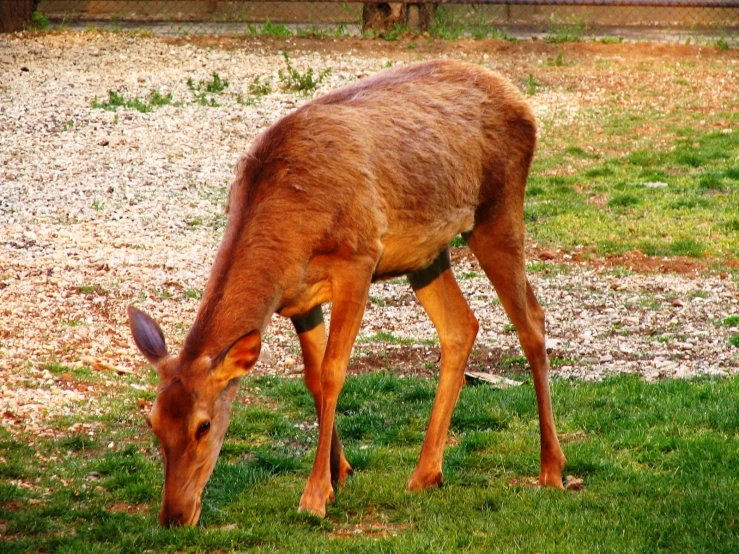 a gazelle grazing on the grass near a fence