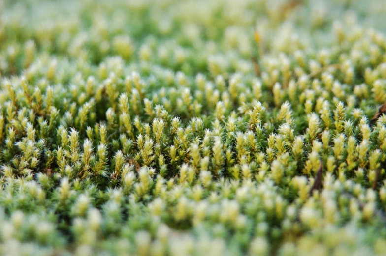 a green mossy plant has tiny white flowers