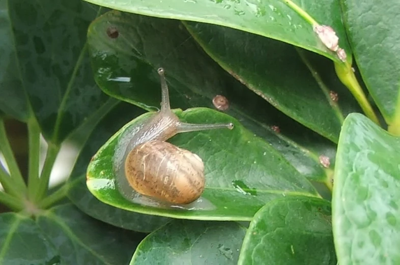 a snail is crawling among large leaves