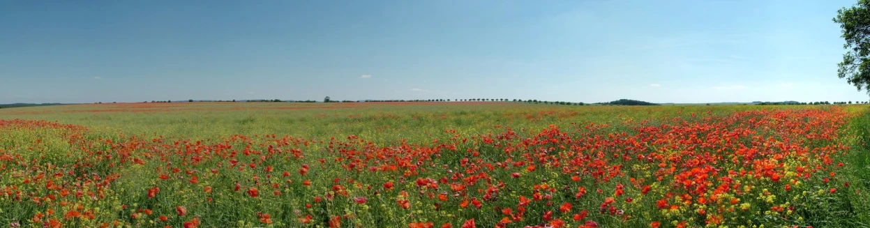a field filled with lots of tall grass and red flowers