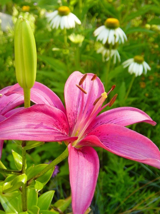 a bunch of pink lilies next to daisies in the grass