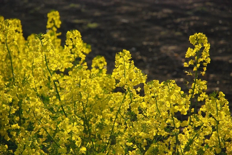 a field filled with lots of yellow flowers