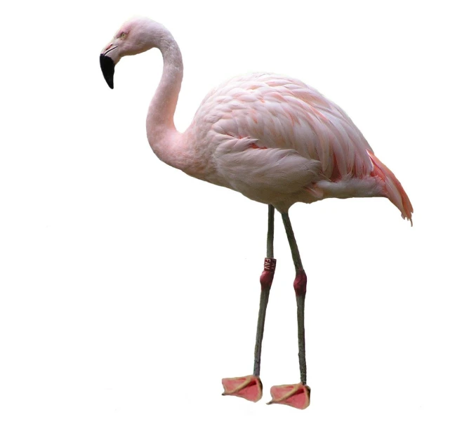 a flamingo is standing with its  forward